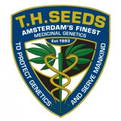 Feminized Cannabis Seeds - Regular cannabis seeds
