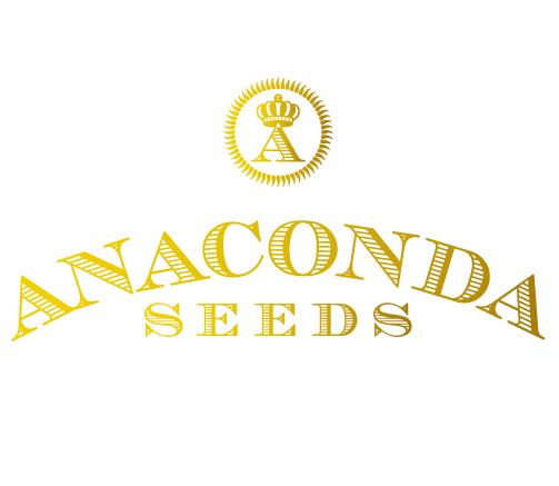 Autoflower cannabis seeds - Feminized Cannabis Seeds