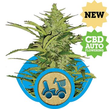 Fast Eddy Automatic CBD