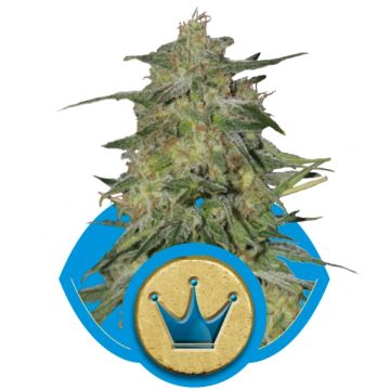 Royal Highness CBD